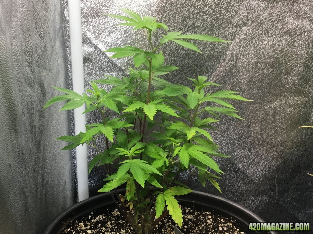 Red Diesel (Day 152, flip + 4)