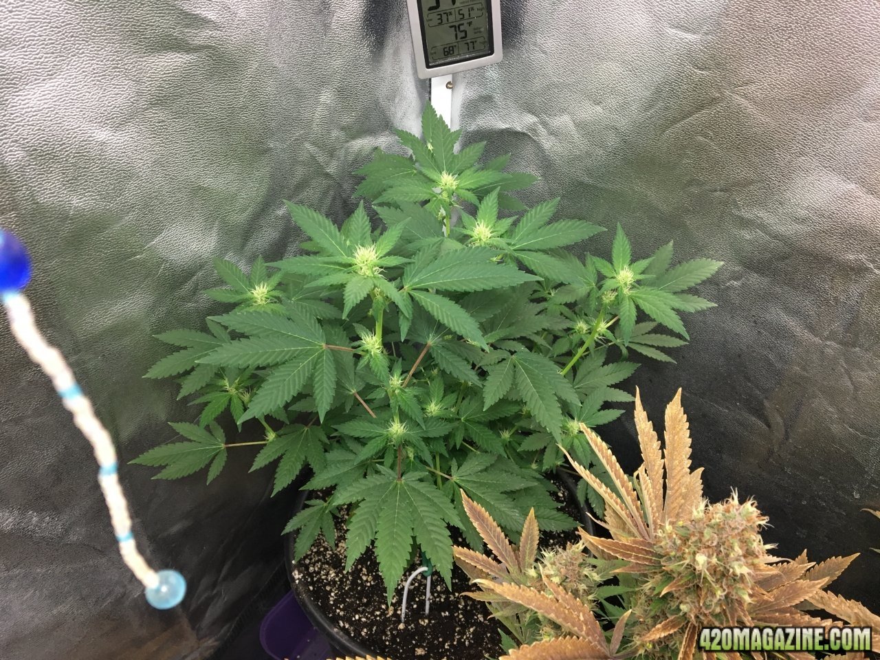 Red Diesel (Day 166, flip + 18)