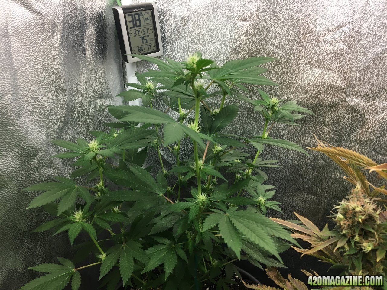 Red Diesel (Day 166, flip + 18)