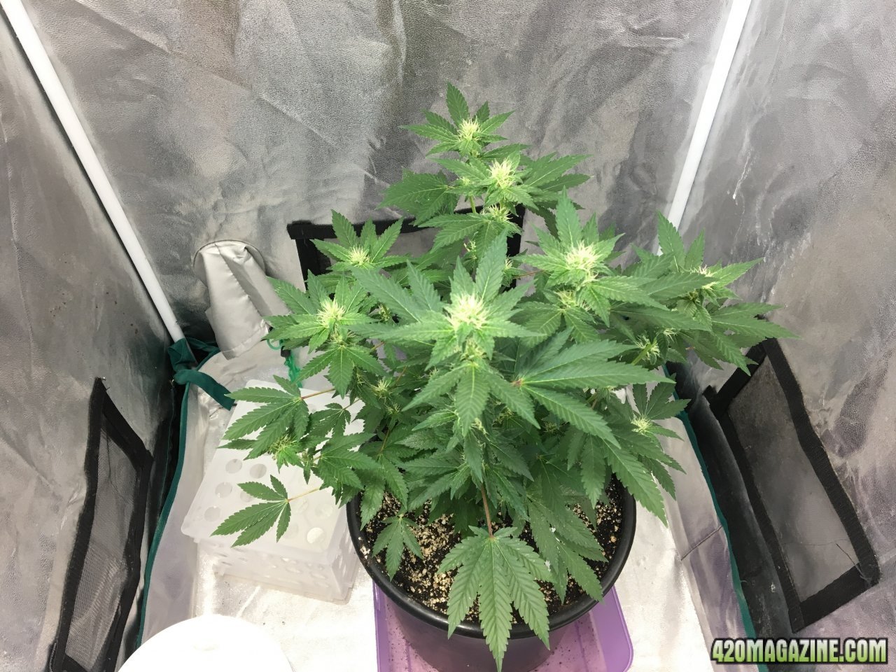 Red Diesel (Day 173, flip + 25)