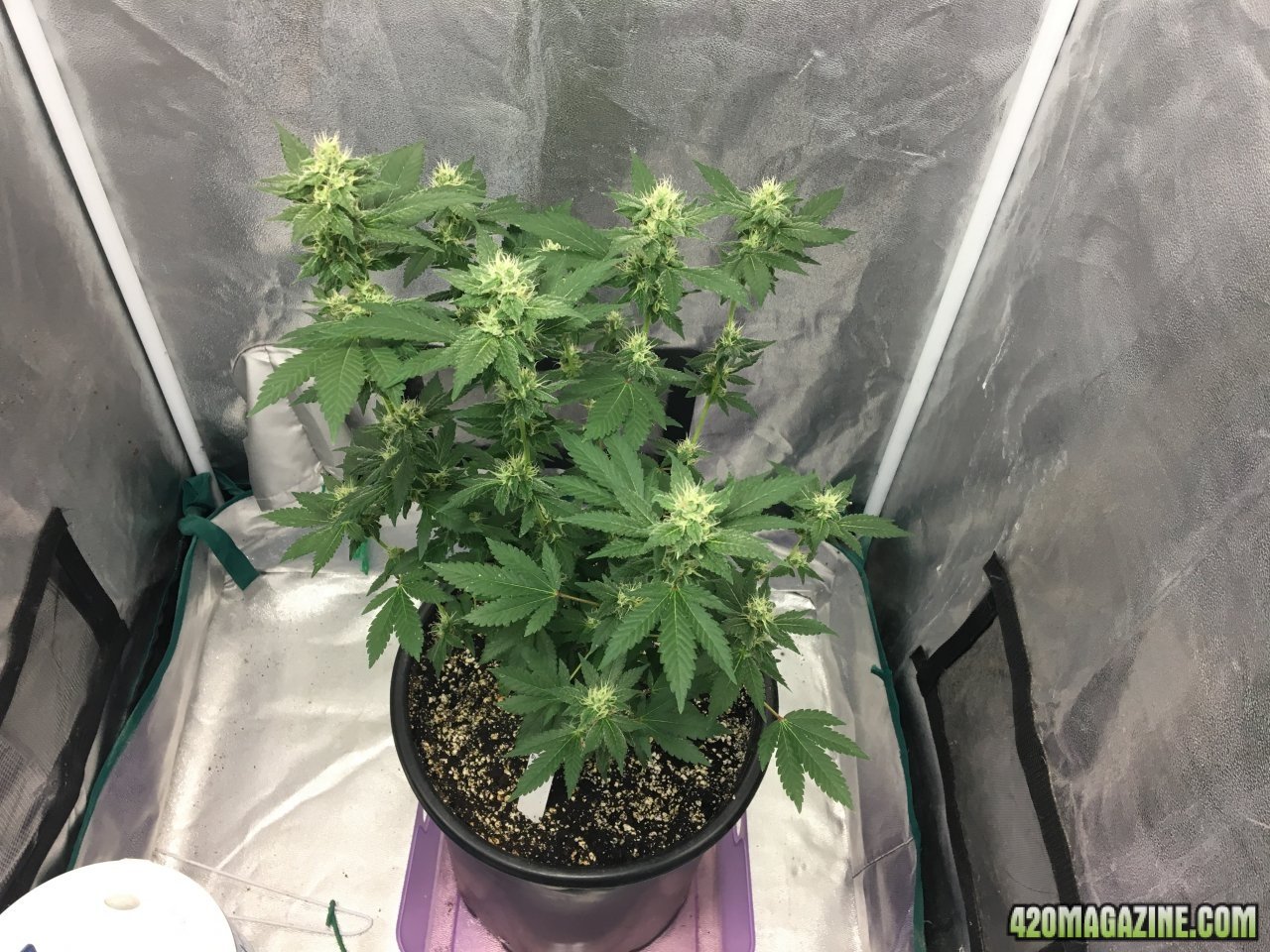 Red Diesel (Day 181, flip +34)