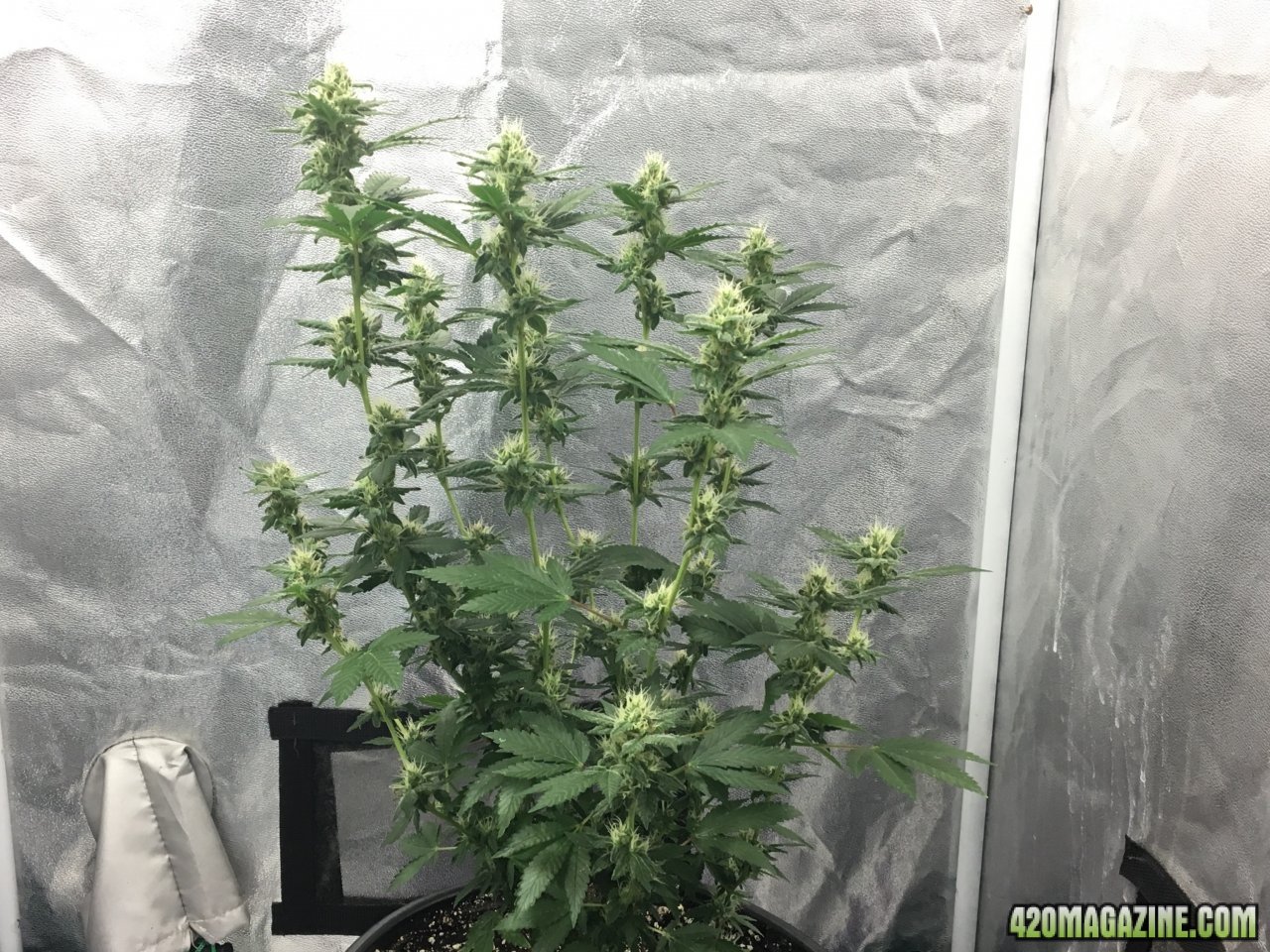 Red Diesel (Day 181, flip +34)