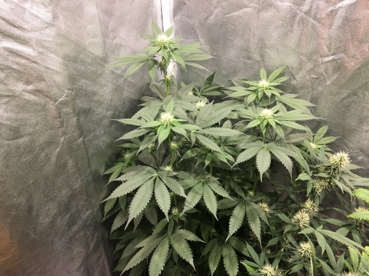 Red Diesel (Day 55, flip + 17)