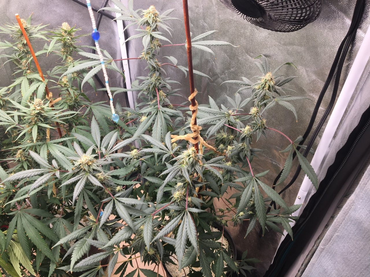 Red Diesel (Day 90, flip + 31)