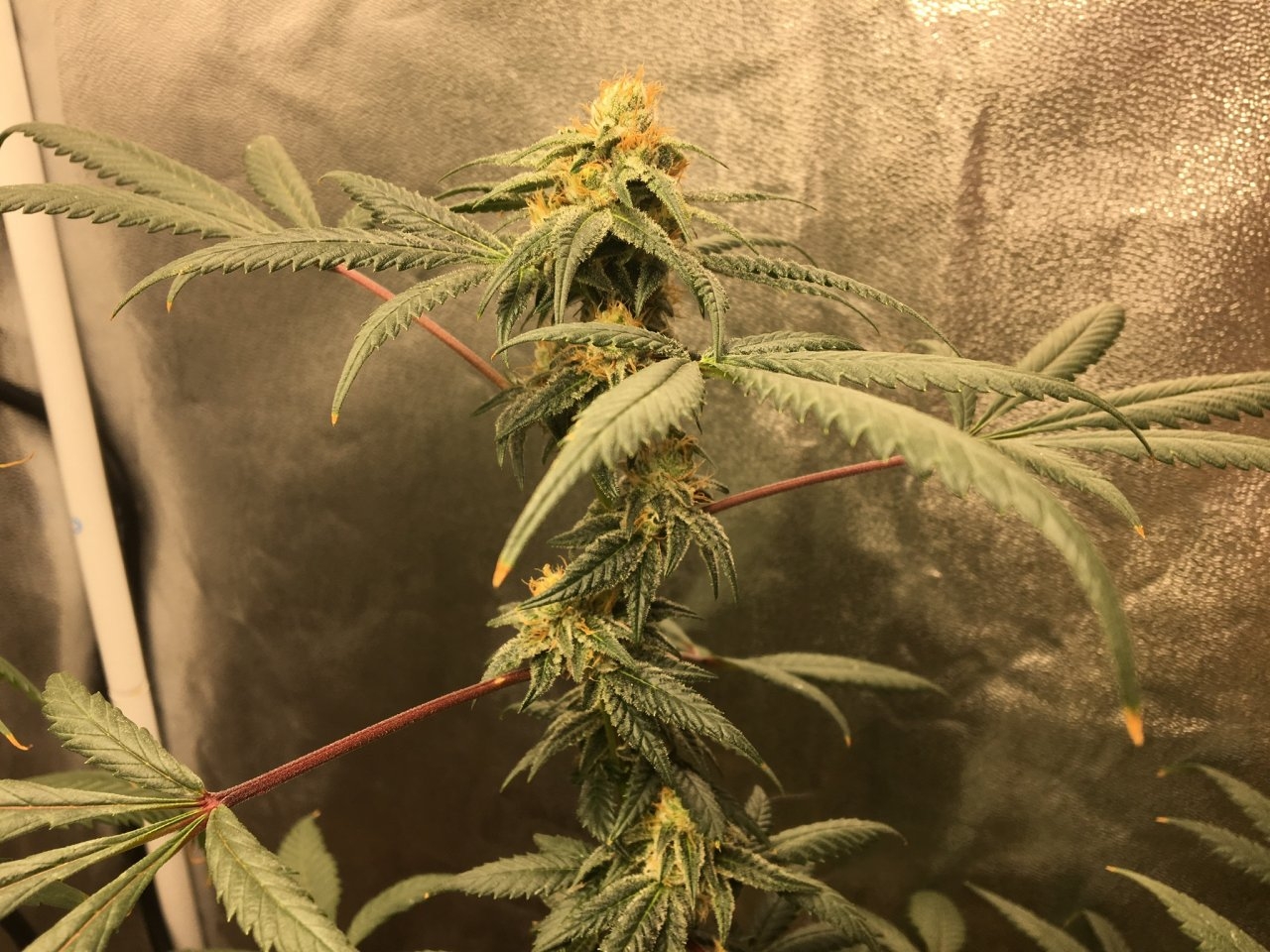 Red Diesel (Day 90, flip + 31)