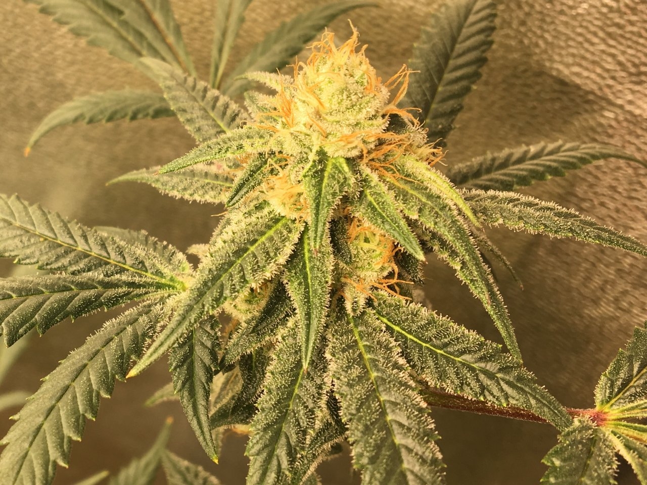 Red Diesel (Day 90, flip + 31)