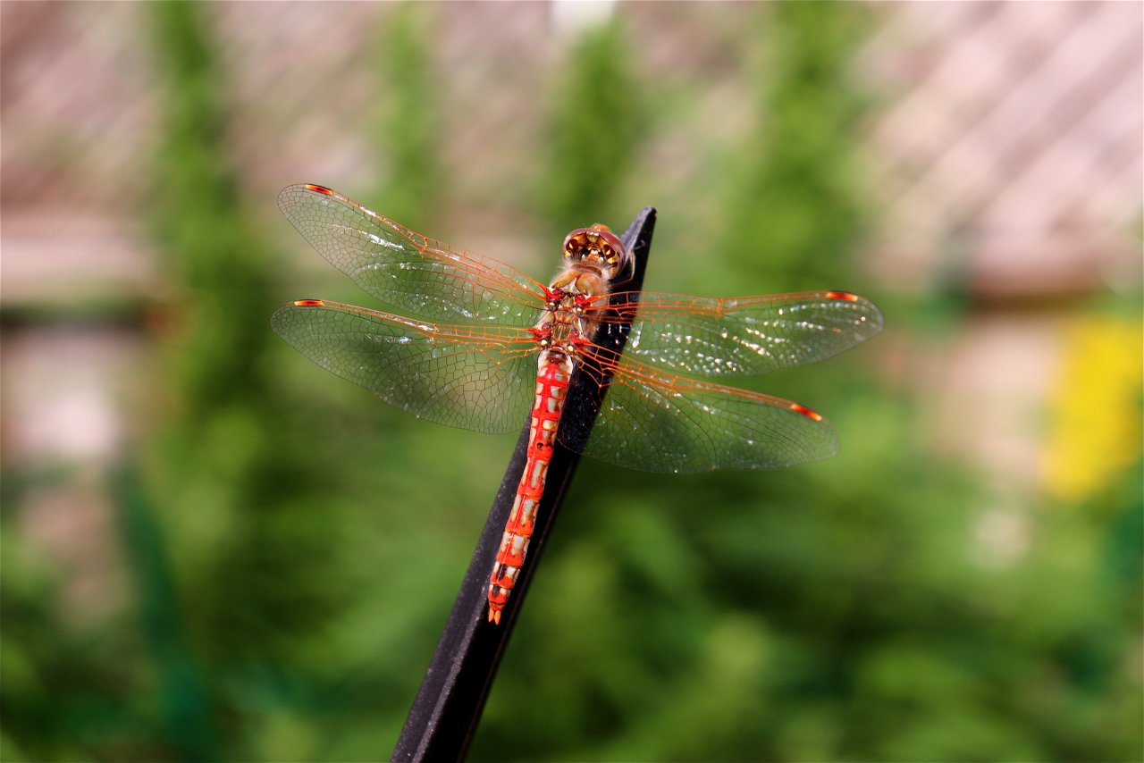 Red Dragonfly