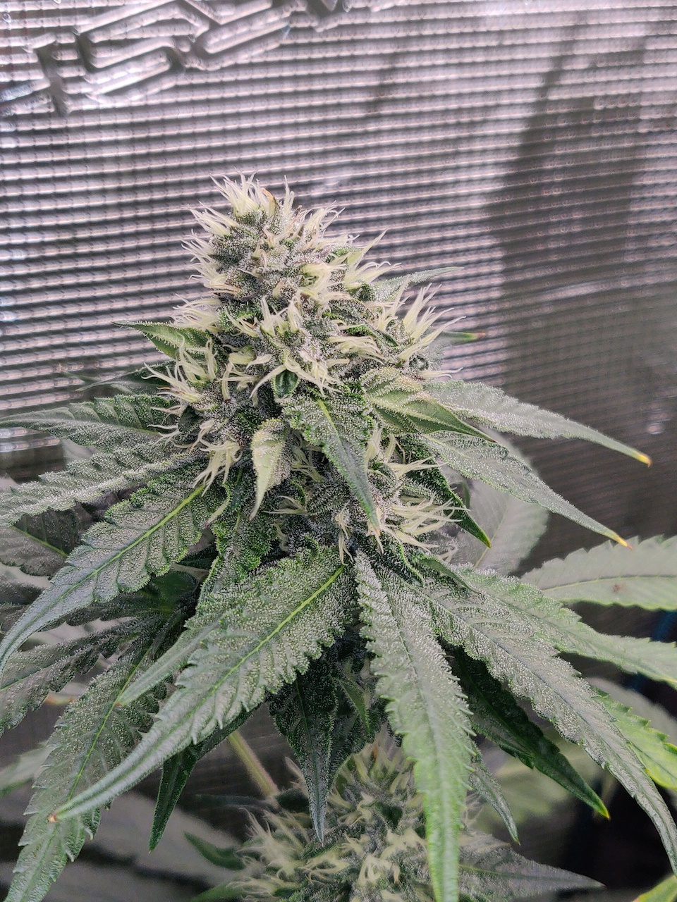 Red Hot Cookies - Day 77 - 1.jpg