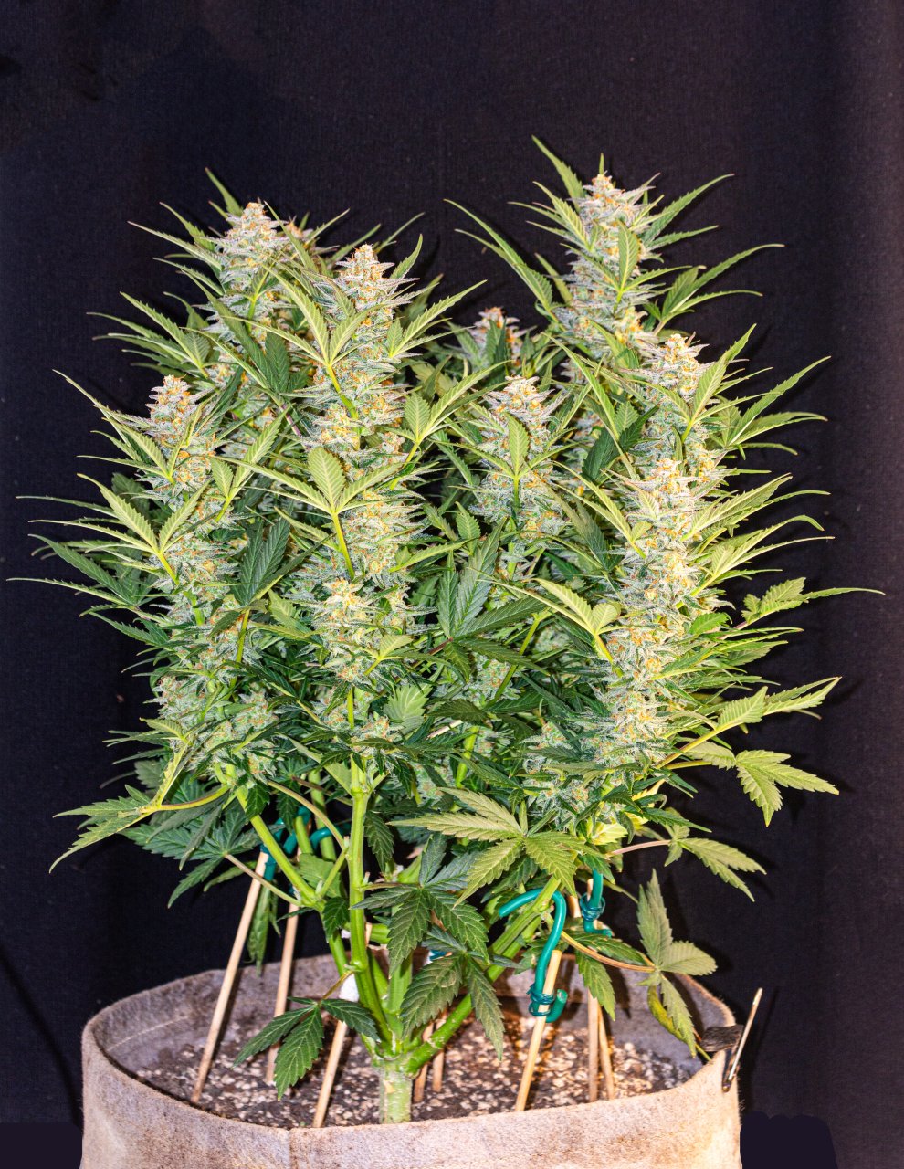 Red Mimosa XL Auto by Sweet Seeds