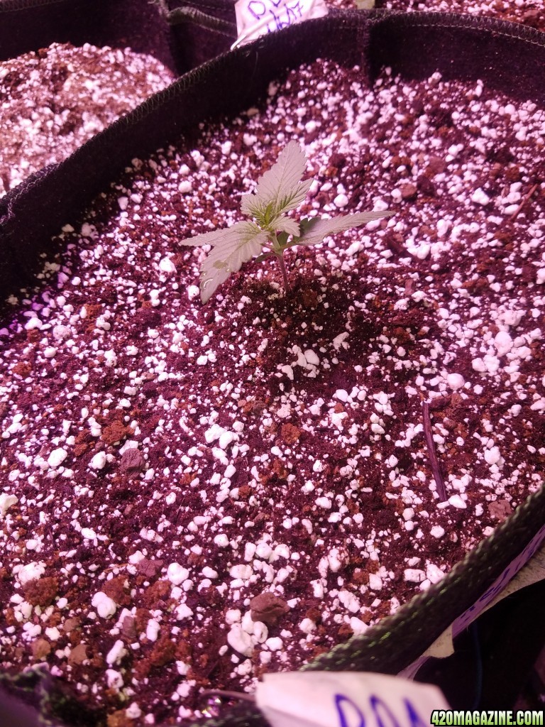 Red poison auto day 9