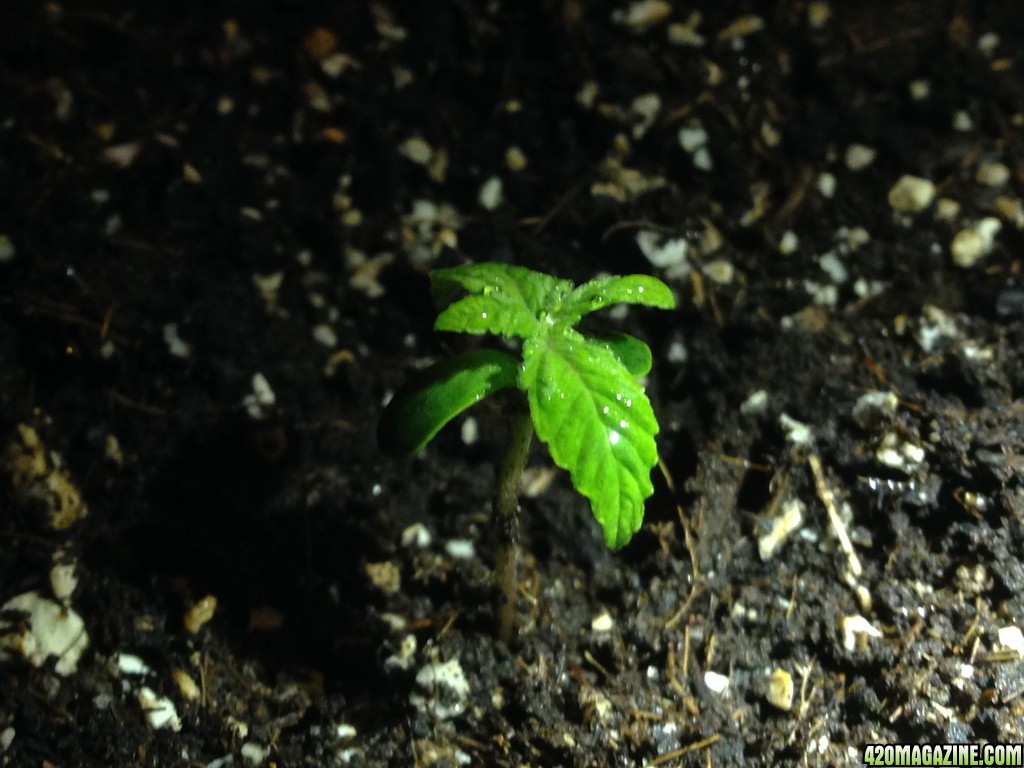 red poison seedling