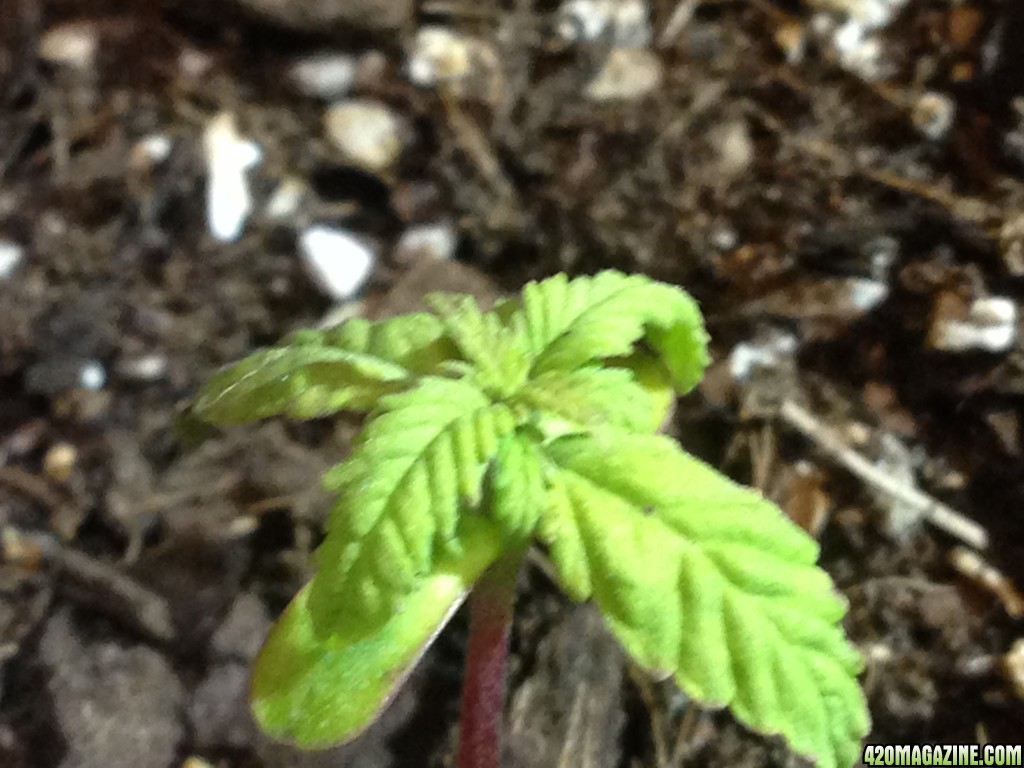 red poison seedling