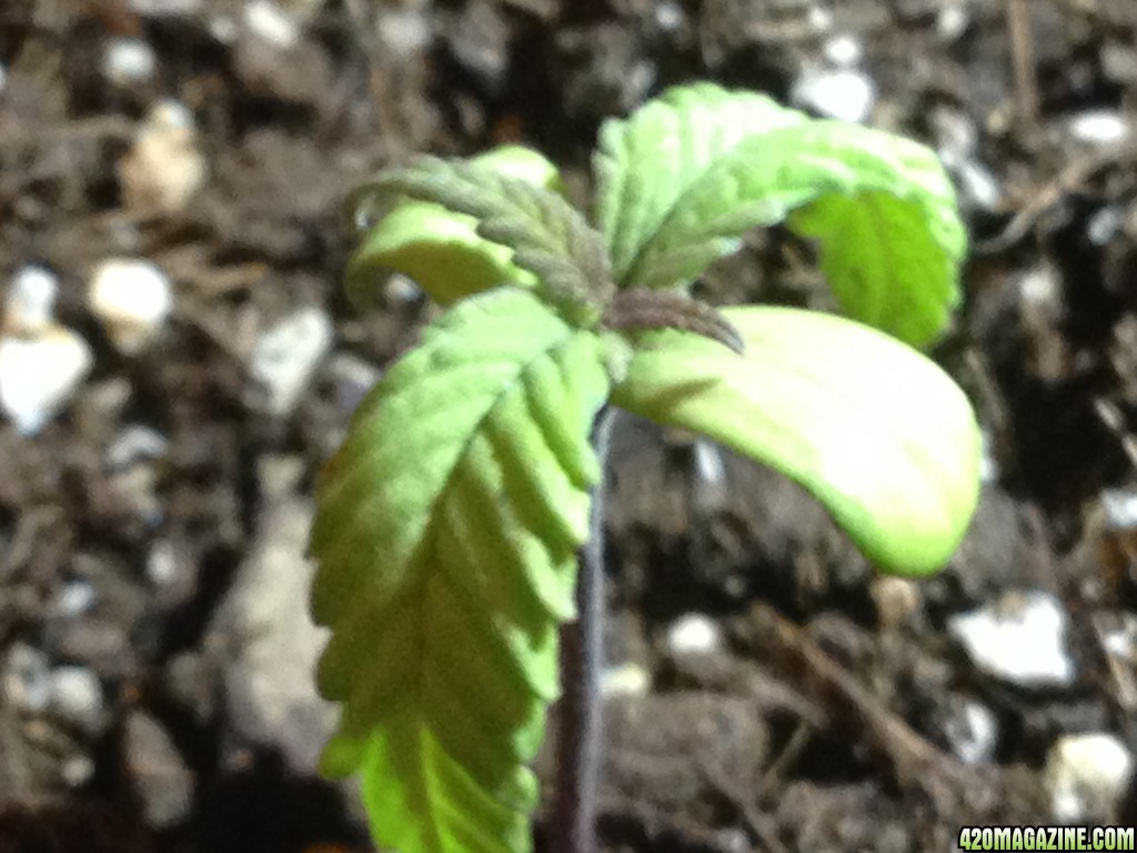 red poison seedling