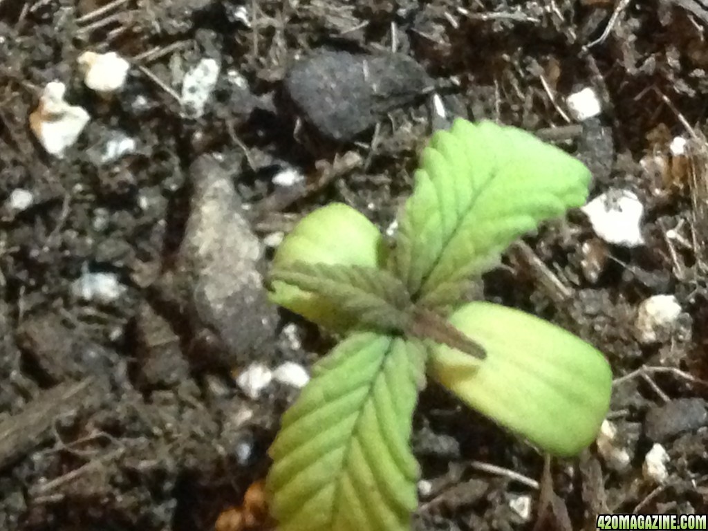 red poison seedling