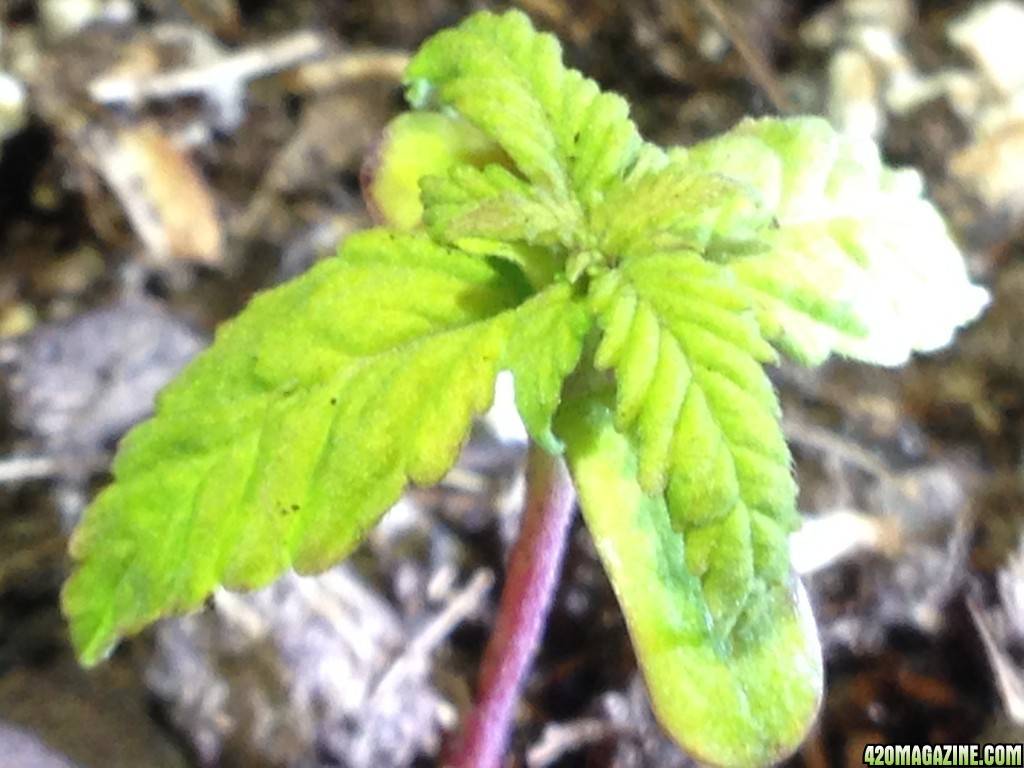 red poison seedling