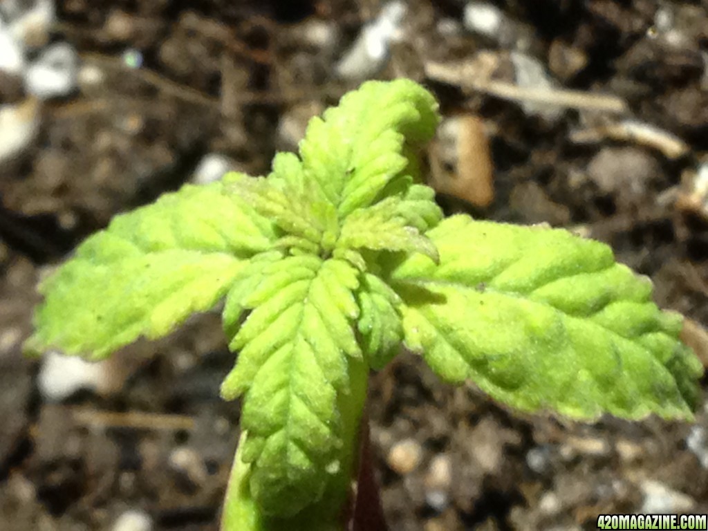 red poison seedling