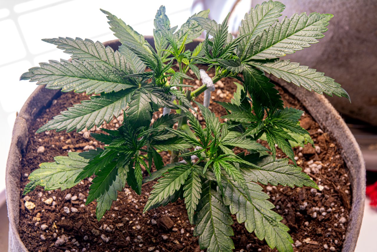 Red Russian XXL auto 1