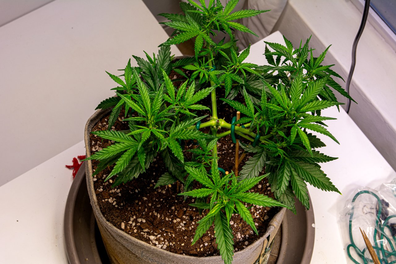 Red Russian XXL auto 1