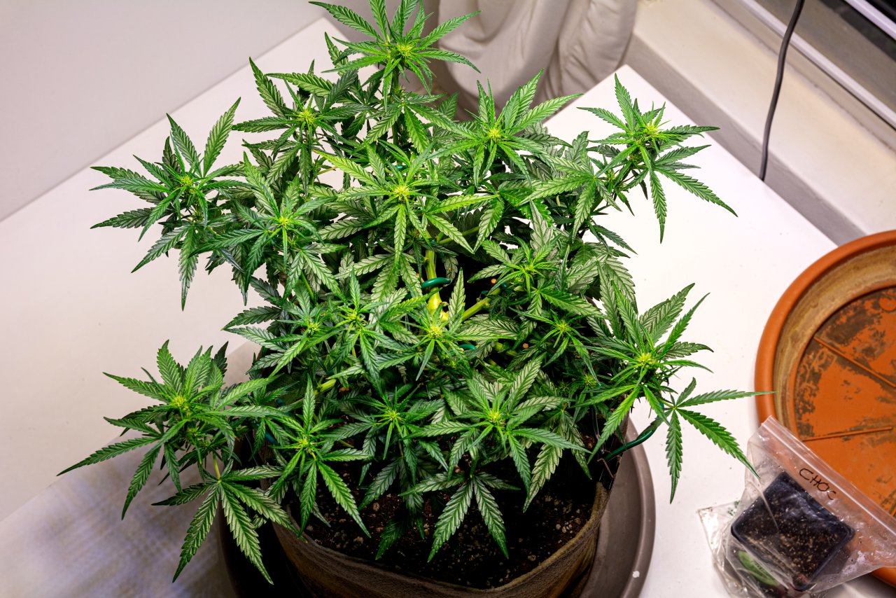 Red Russian XXL auto 1