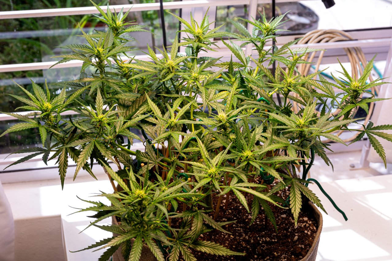 Red Russian XXL auto 1