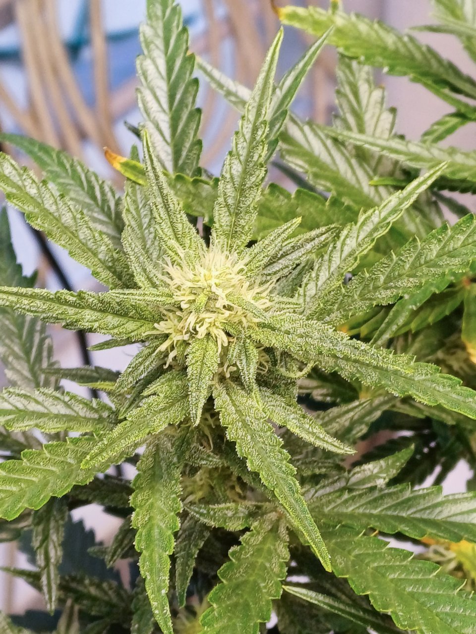 Red Russian XXL auto 1