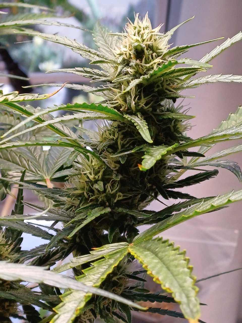 Red Russian XXL auto 1