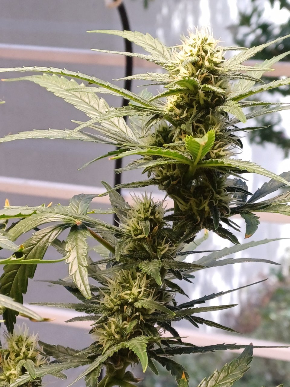 Red Russian XXL auto 1