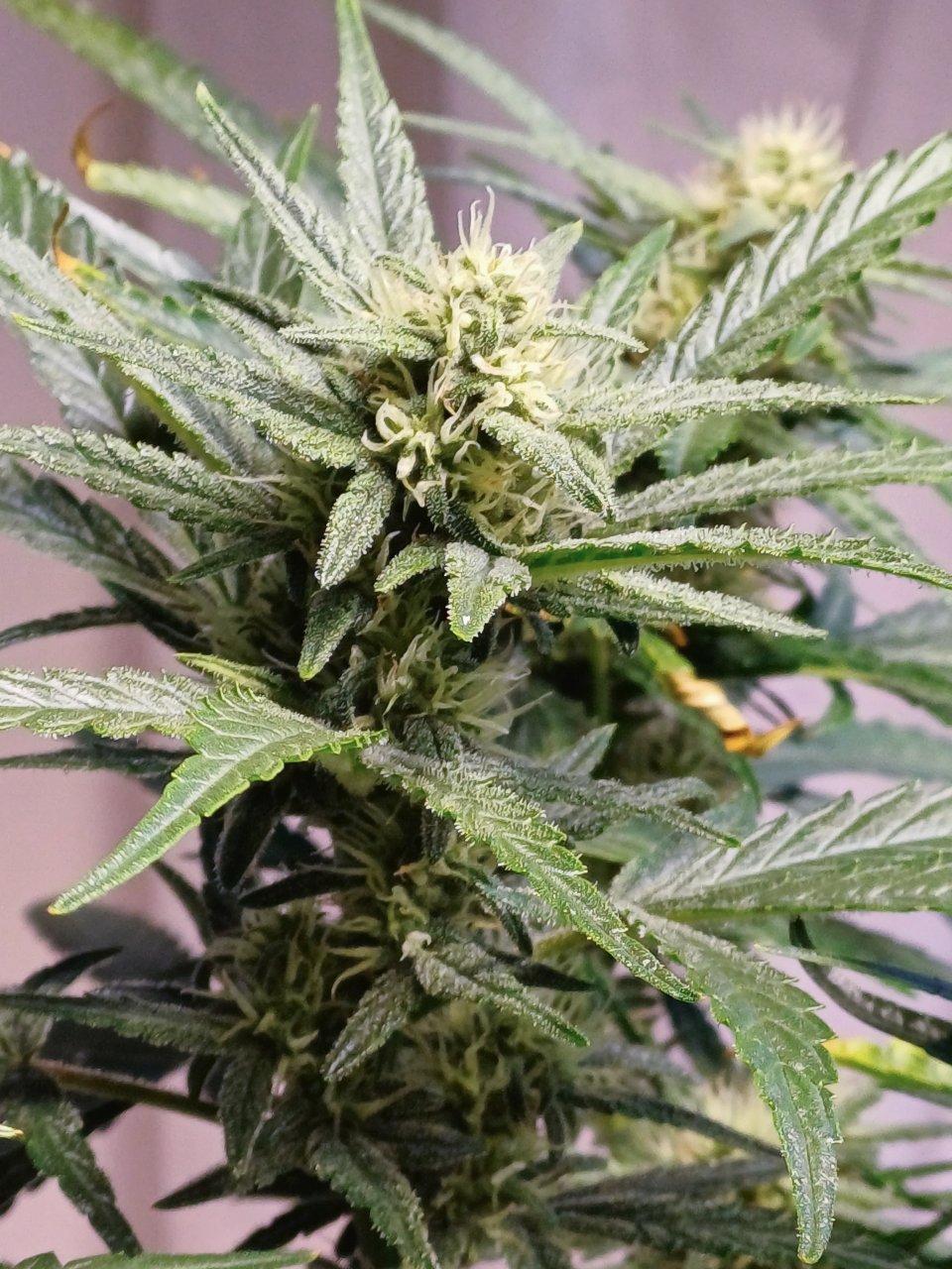 Red Russian XXL auto 1