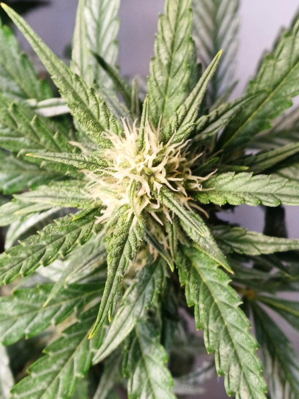 Red Russian XXL auto 1