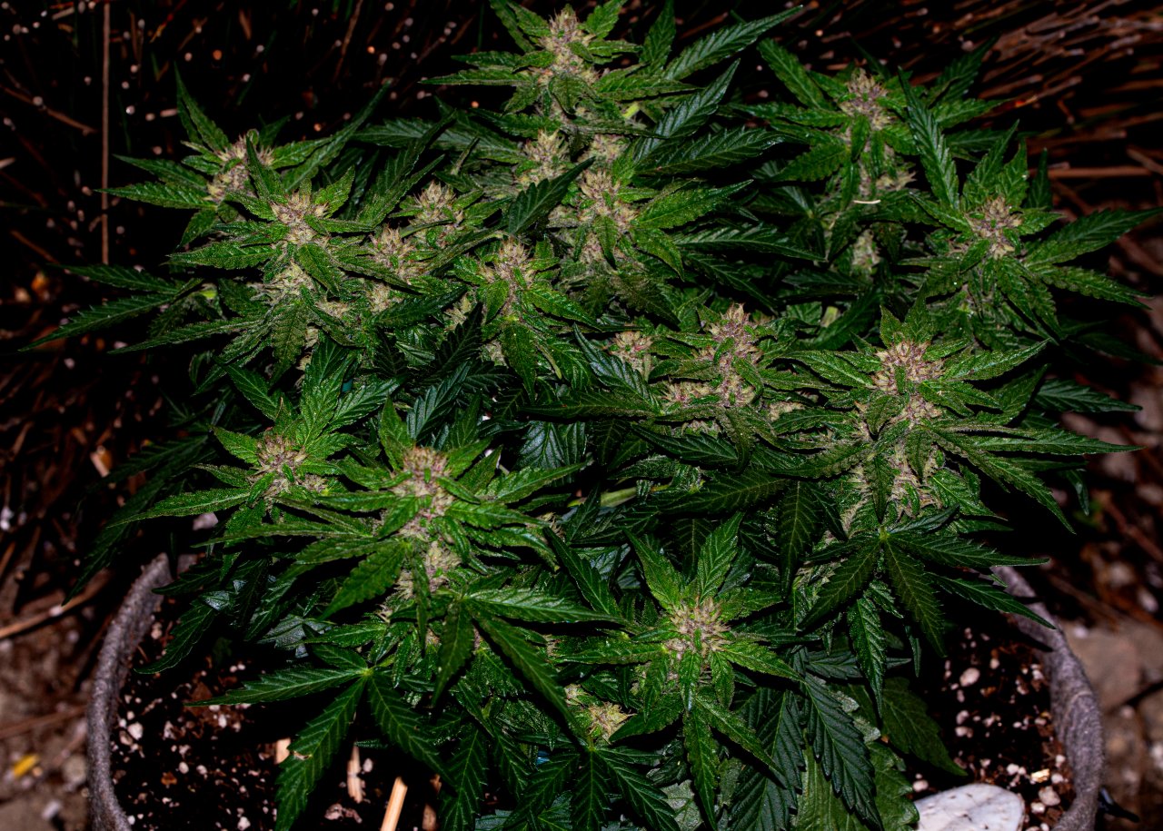 Red Russian XXL auto 2