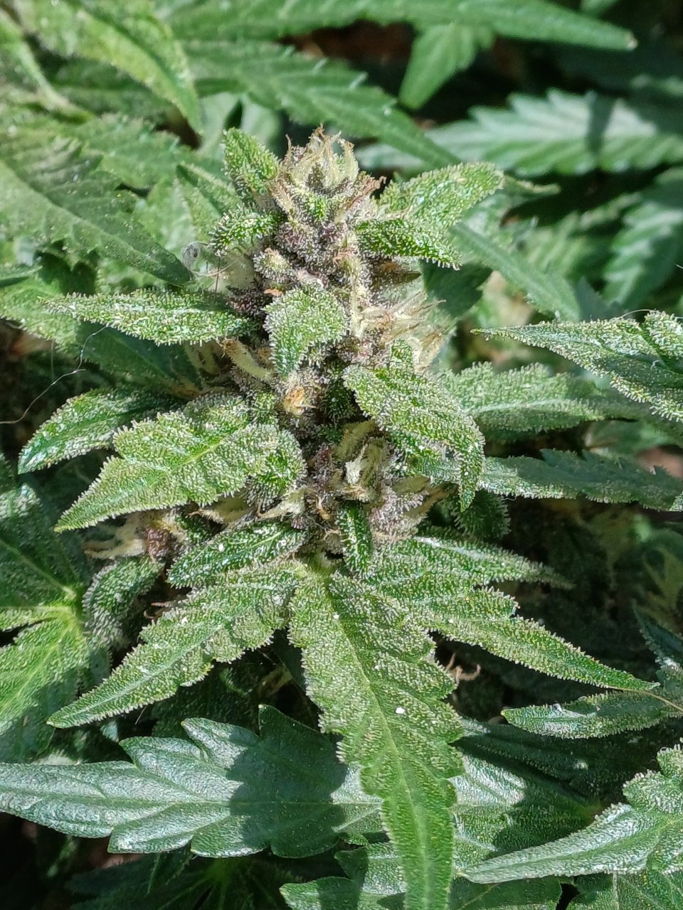 Red Russian XXL auto 2