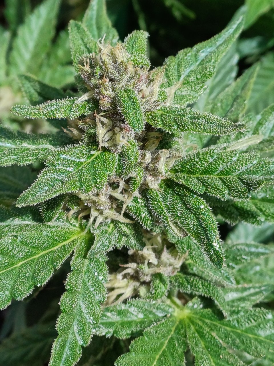 Red Russian XXL auto 2