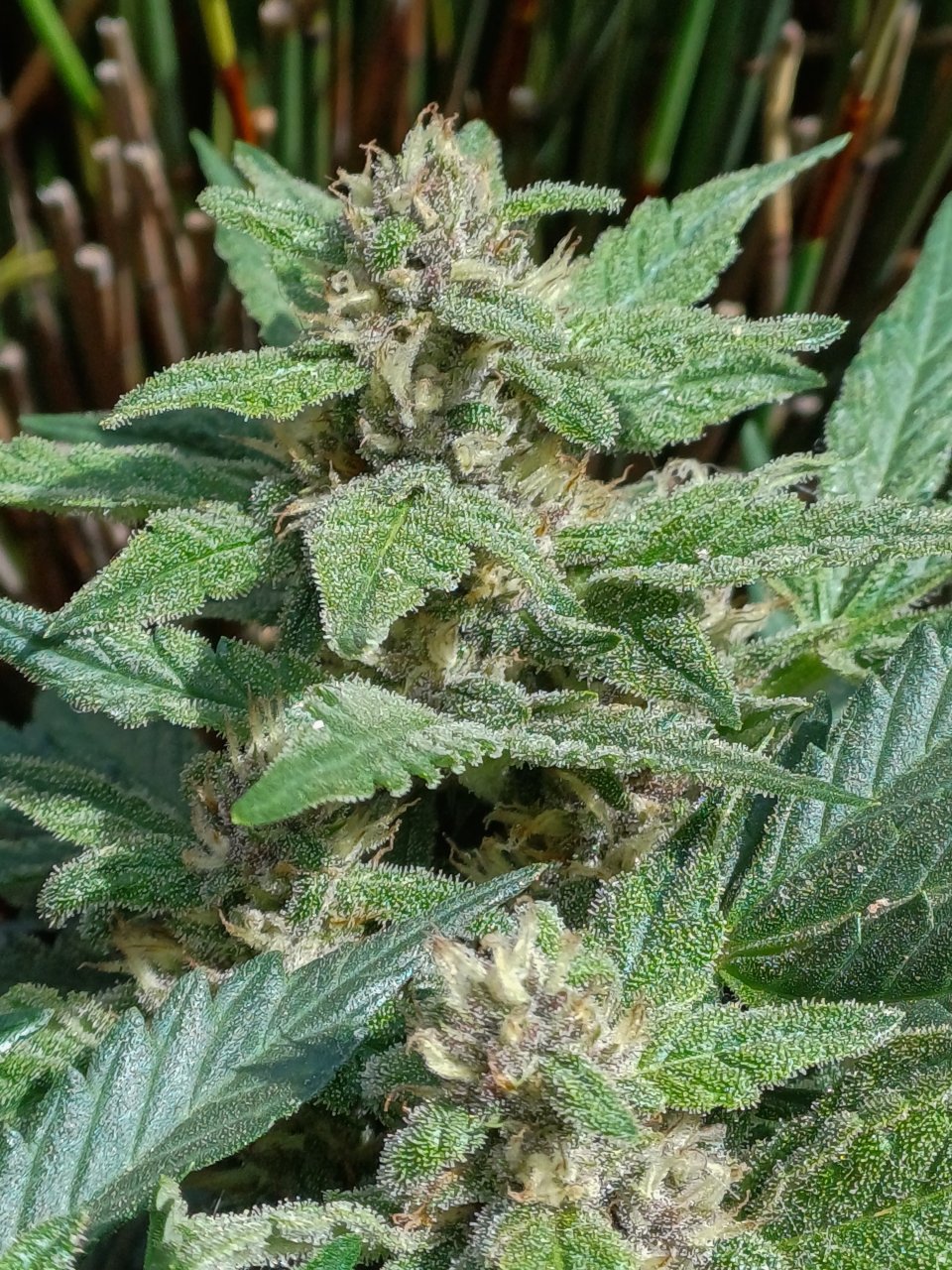 Red Russian XXL auto 2