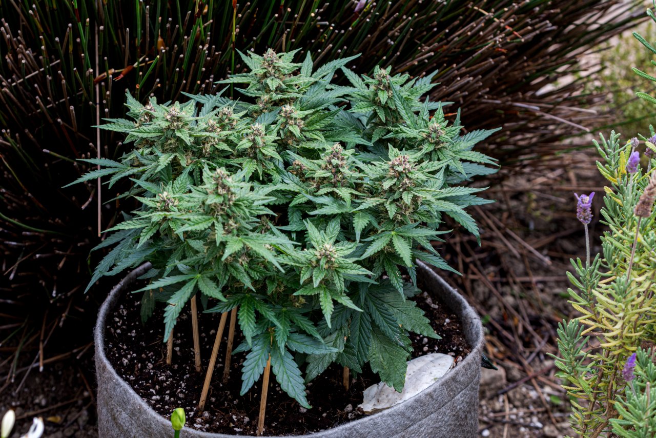 Red Russian XXL auto 2