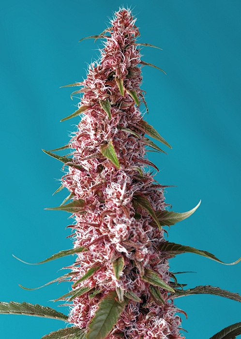 RED_PURE_AUTO_CBD(R)_SWS81.jpg