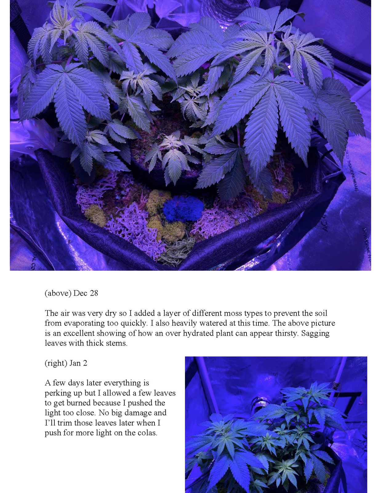 RedTejas' YinYang Grow Journal - 2023_Page_7.jpg