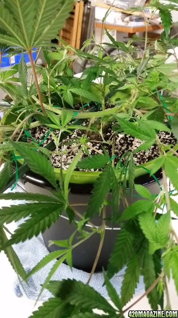 Regor 11-02-14 Grow #2