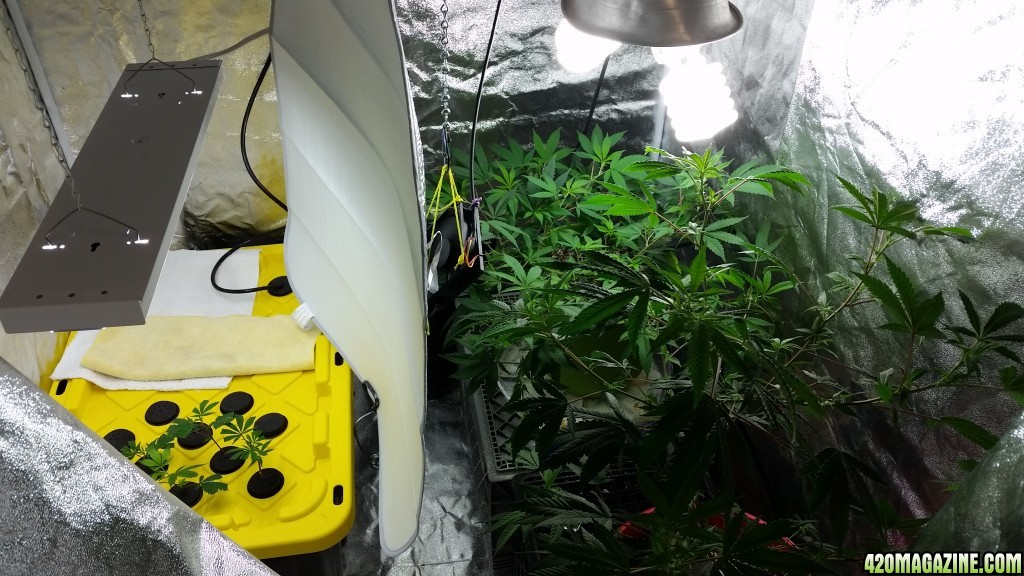 Regor 11-07-2014 Grow #2