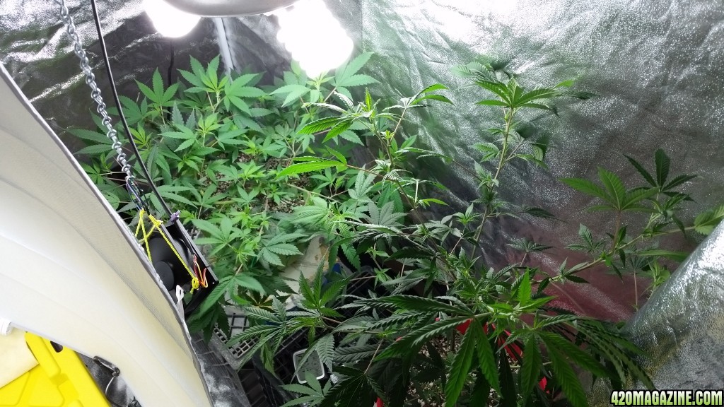 Regor 11-07-2014 Grow #2