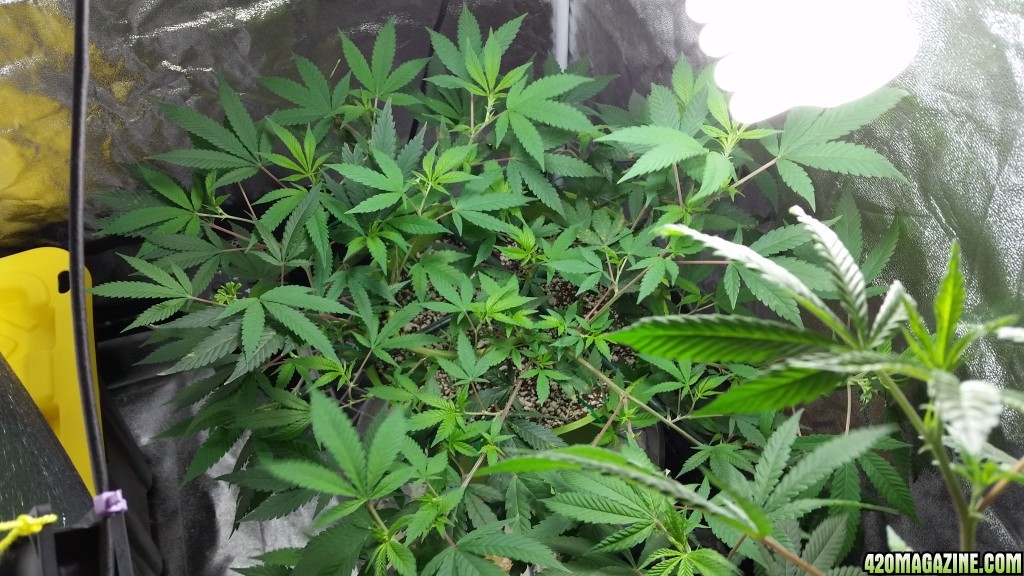 Regor 11-07-2014 Grow #2