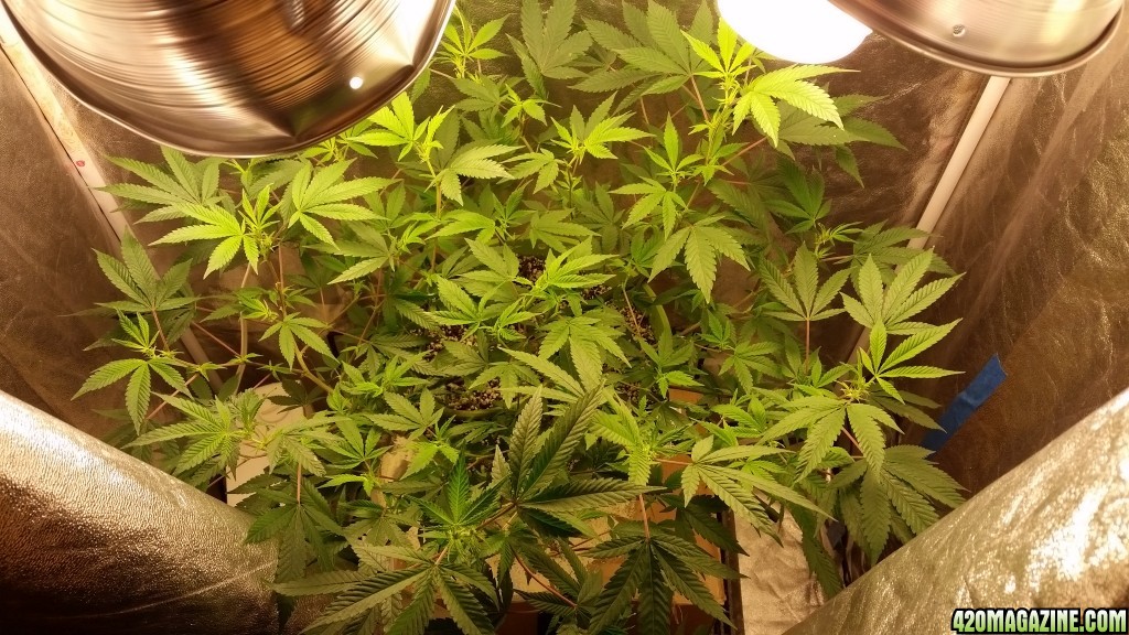 Regor 11-20-14 Grow #2