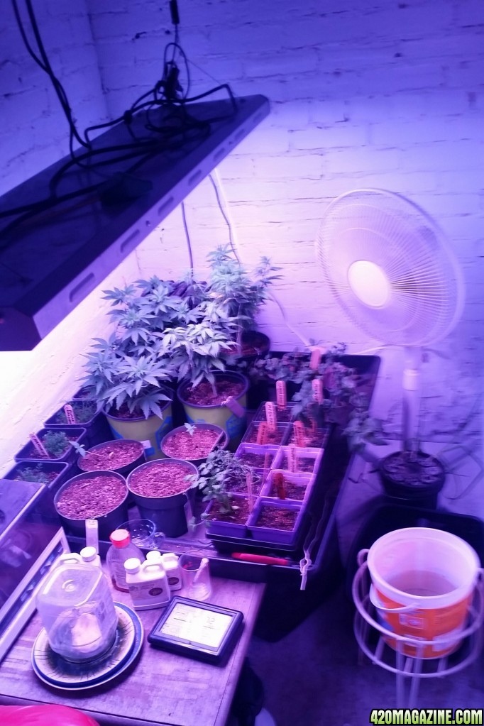 Repotting day for AK47 and Amherst Sour Diesel