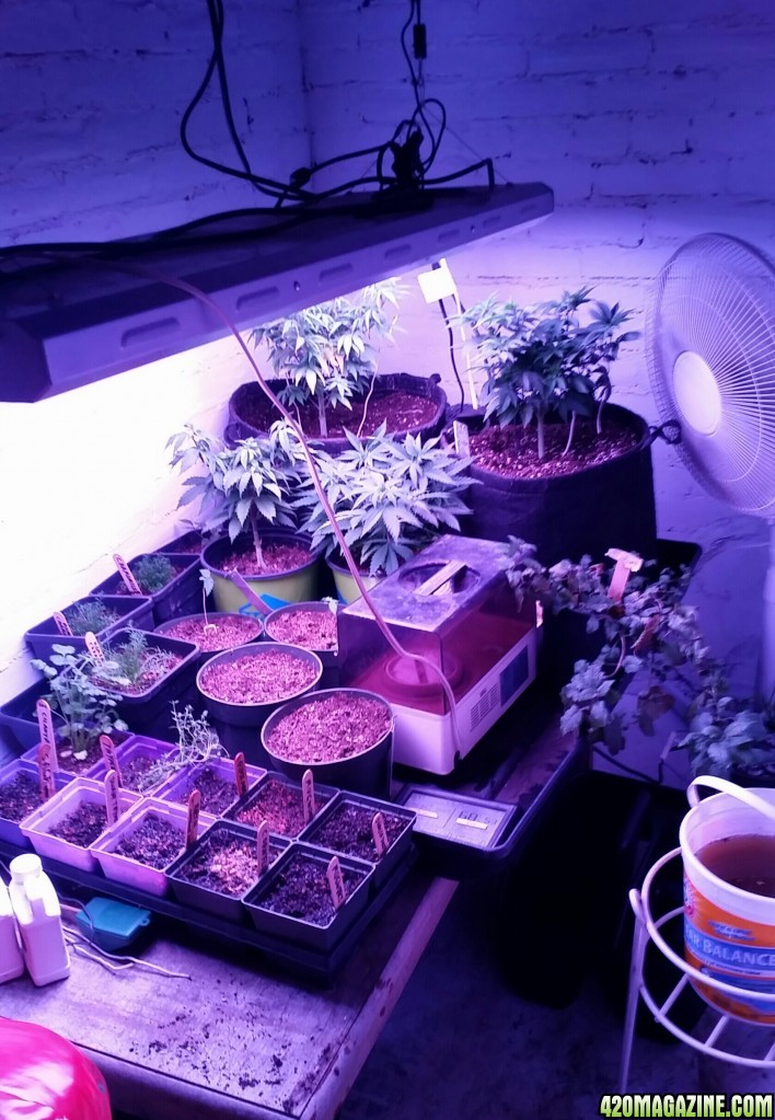 Repotting day for AK47 and Amherst Sour Diesel