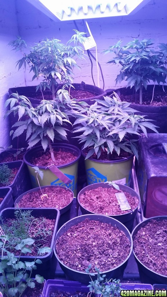 Repotting day for AK47 and Amherst Sour Diesel