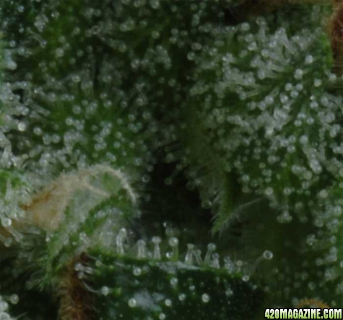 Resin on Arjan's Strawberry Haze