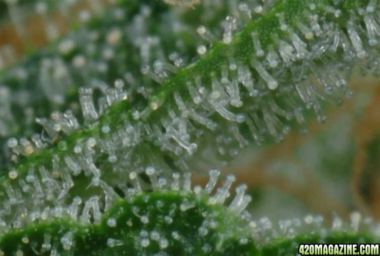 Resin on Arjan's Strawberry Haze