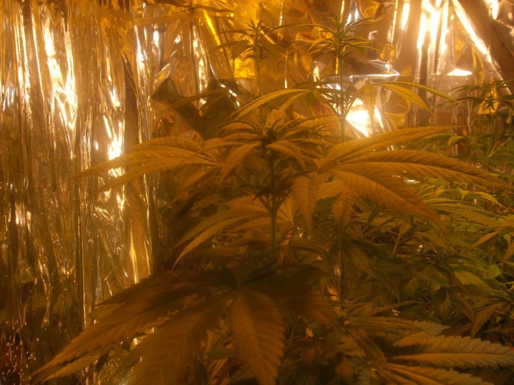 res's 1st grow