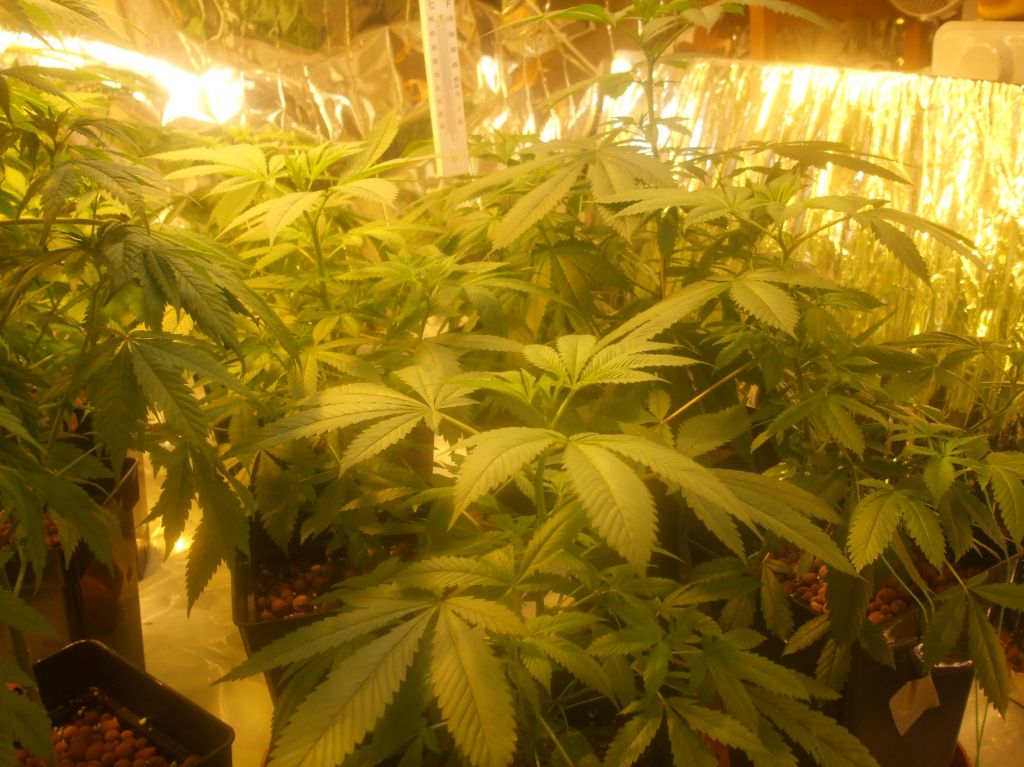 res's 1st grow