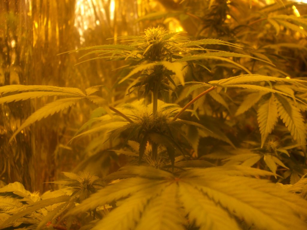 res's 1st grow