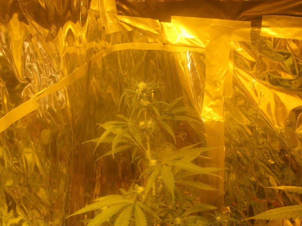 res's 1st grow